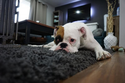 Epilepsia en perros: síntomas, causas y tratamiento